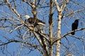Bald Eagle Perched with a Half Eaten Squirrel While Crow Looks On Royalty Free Stock Photo
