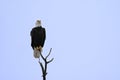 Bald Eagle perched high