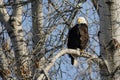 Bald Eagle Perched High in the Winter Tree Royalty Free Stock Photo