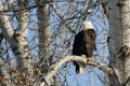 Bald Eagle Perched High in the Winter Tree Royalty Free Stock Photo