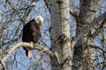 Bald Eagle Perched High in the Winter Tree Royalty Free Stock Photo