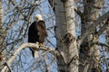 Bald Eagle Perched High in the Winter Tree Royalty Free Stock Photo