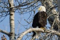 Bald Eagle Perched High in the Winter Tree Royalty Free Stock Photo