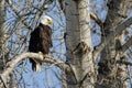 Bald Eagle Perched High in the Winter Tree Royalty Free Stock Photo