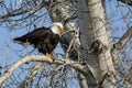 Bald Eagle Perched High in the Winter Tree Royalty Free Stock Photo