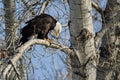 Bald Eagle Perched High in the Winter Tree Royalty Free Stock Photo