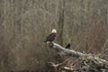 Bald Eagle Perched on Log Royalty Free Stock Photo