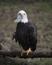 Bald Eagle Stock Photos. Bald Eagle perched on a log displaying brown feather plumage, white head, eye, beak, talons, with a blur Royalty Free Stock Photo