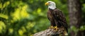 Bald eagle perched on a log in a forest Royalty Free Stock Photo