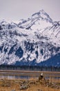 a bald eagle perched on a log looking at the mountains Royalty Free Stock Photo