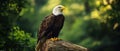 Bald eagle perched on a log in a lush green forest background Royalty Free Stock Photo