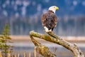 a bald eagle is perched on a log next to a lake Royalty Free Stock Photo