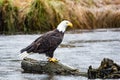 A bald eagle perched on a log in a river Royalty Free Stock Photo