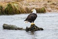 A bald eagle perched on a log in a river Royalty Free Stock Photo