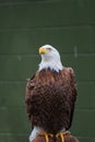 Bald Eagle Perched on a Log Royalty Free Stock Photo