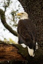 Bald Eagle Perched on a Log