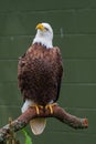 Bald Eagle Perched on a Log Royalty Free Stock Photo