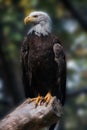 A Captive American Bald Eagle Perched On A Log - Blurred Background Version - Haliaeetus leucocephalus Royalty Free Stock Photo