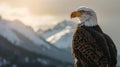 Bald Eagle Perched on Mountain Top