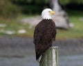 Marina eagle Royalty Free Stock Photo