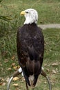 A bald eagle perched on a ring. Haliaeetus leucocephalus