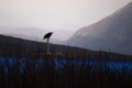 Bald Eagle Sand Point Alaska