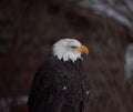 Bald Eagle perched on a snowy shed Royalty Free Stock Photo