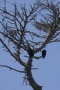 bald eagle perched in the top of a tree Royalty Free Stock Photo