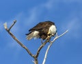 Bald eagle perched in tree Royalty Free Stock Photo