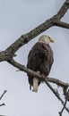 Bald eagle perched on a tree branch Royalty Free Stock Photo