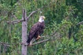 Bald eagle perched on a tree branch looking for prey Royalty Free Stock Photo