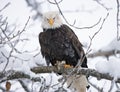 Bald eagle perched on a tree branch. USA. Alaska. Chilkat River. Royalty Free Stock Photo