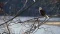 Bald eagle perched in a tree 4K UHD