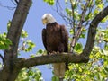 Bald Eagle perched in a tree Royalty Free Stock Photo