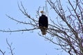 Perched Bald Eagle 2