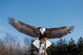 Bald Eagle perched on tree stump in forest Royalty Free Stock Photo