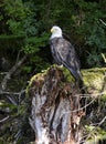 Bald eagle perched on tree stump in forest Royalty Free Stock Photo