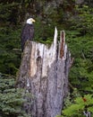 Bald eagle perched on tree stump in forest Royalty Free Stock Photo