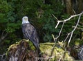 Bald eagle perched on tree stump in forest Royalty Free Stock Photo