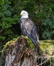 Bald eagle perched on tree stump in forest Royalty Free Stock Photo