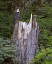 Bald eagle perched on tree stump in the forest Royalty Free Stock Photo