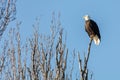 Bald Eagle bird Royalty Free Stock Photo