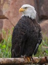 Bald Eagle perched on a tree trunk in Yellowstone National Park Royalty Free Stock Photo