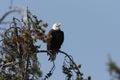 Bald Eagle perched in tree,Yellowstone NP,USA