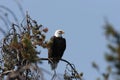Bald Eagle perched in tree,Yellowstone NP,USA Royalty Free Stock Photo