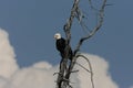 Bald Eagle perched in tree,Yellowstone NP,USA Royalty Free Stock Photo