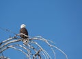 Bald eagle perched on winter bare tree Royalty Free Stock Photo