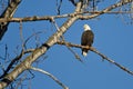 Bald Eagle Perched in the Winter Tree Royalty Free Stock Photo