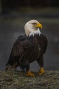 Bald eagle perching on grass Royalty Free Stock Photo