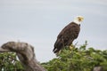 Bald eagle perching on a tree above the Pacific Ocean Royalty Free Stock Photo